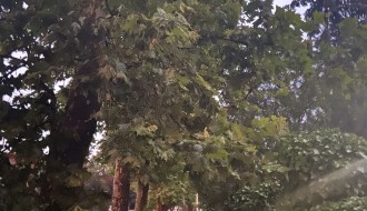 Neorezana drva u Igumanskoj ulici