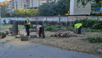 Seča stabala na Prozivci