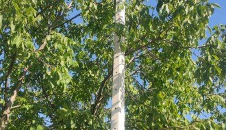 Stub javne rasvete u 46. novoj postavljen uz krošnju ogromnog drveta