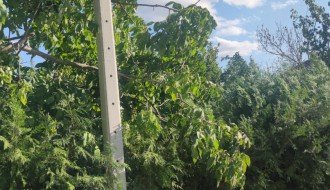 Stub javne rasvete u 46. novoj postavljen uz krošnju ogromnog drveta