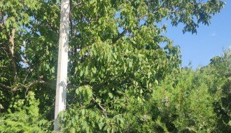 Stub javne rasvete u 46. novoj postavljen uz krošnju ogromnog drveta