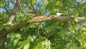 Stub javne rasvete u 46. novoj postavljen uz krošnju ogromnog drveta