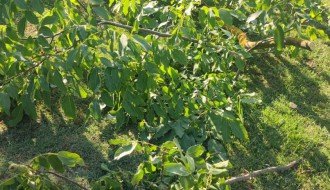 Stub javne rasvete u 46. novoj postavljen uz krošnju ogromnog drveta