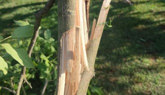 Stub javne rasvete u 46. novoj postavljen uz krošnju ogromnog drveta