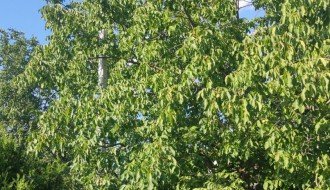 Stub javne rasvete u 46. novoj postavljen uz krošnju ogromnog drveta