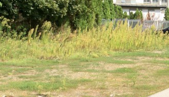 Korov - ambrozija na mnogo mesta u Subotici