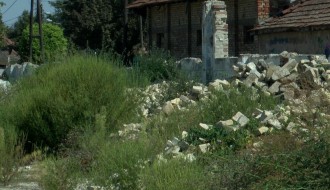 Korov - ambrozija na mnogo mesta u Subotici