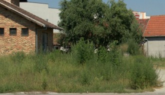 Korov - ambrozija na mnogo mesta u Subotici