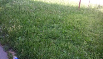 Karađorđev put prljav i neodržavan