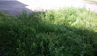 Karađorđev put prljav i neodržavan