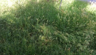 Karađorđev put prljav i neodržavan