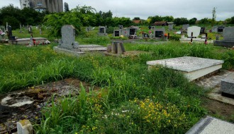 Zarasla trava u centralnom groblju - Bajmok