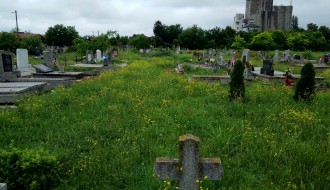 Zarasla trava u centralnom groblju - Bajmok