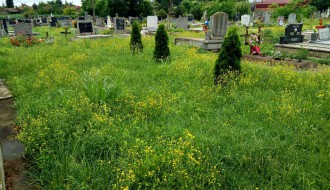 Zarasla trava u centralnom groblju - Bajmok