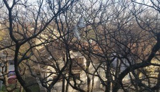 Smeće na drvetu ispred zgrade