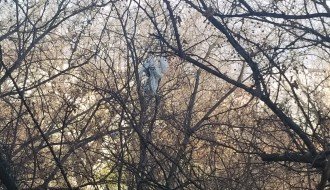 Smeće na drvetu ispred zgrade