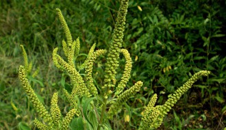 Alergija / ambrozija