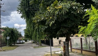 Zaklonjen rastinjem saobraćajni znak "Stop" na raskrsnici ulica Đure Jakšića i Trebinjske