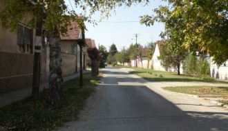 Razgranate grane u ulici Nade Dimić