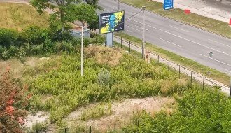 Ambrozija dva metra visine na privatnom posedu na Prozivci