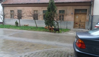 Psi lutalice u centru grada