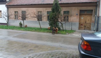 Psi lutalice u centru grada