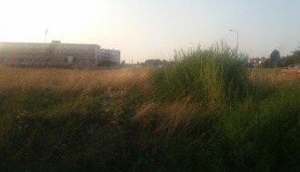 Košenje ambrozije kod novih zgrada u Kertvarošu