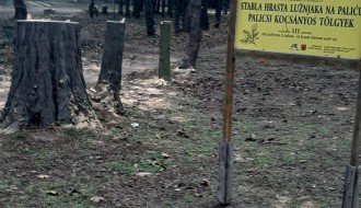 Isečeni drva na Paliću