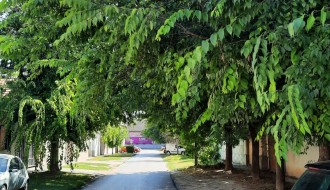 Drveće u Ulici Georgi Dimitrova zatvara put