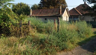 Ambrozija u Krivajskoj ulici