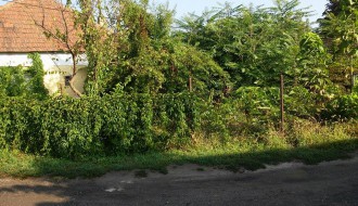 Ambrozija u Krivajskoj ulici