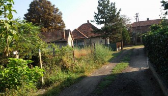 Ambrozija u Krivajskoj ulici