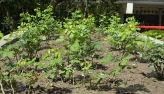 Zabranjeno samoinicijativno uređenje životne okoline