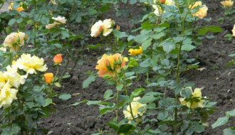 Zabranjeno samoinicijativno uređenje životne okoline