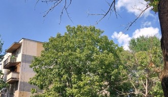 Opasnost od pada grane (ul. Sonje Marinković)