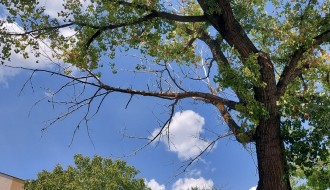 Opasnost od pada grane (ul. Sonje Marinković)