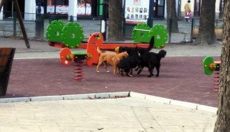 Psi lutalice na dečjem igralištu u centru grada