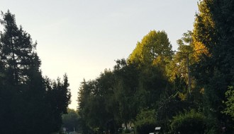 Psi lutalice na Radijalcu