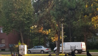 Psi lutalice na Radijalcu