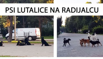 Psi lutalice na Radijalcu
