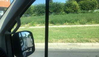 Ambrozija na Prozivci