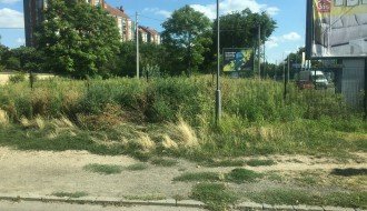 Ambrozija na Prozivci