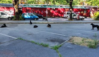 Psi lutalice na parkingu kod Mlečne pijace