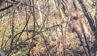 Divlja deponija na vojnom poligonu - Segedinski put