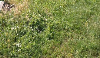 Kersko groblje - zaraslo u travu i korov