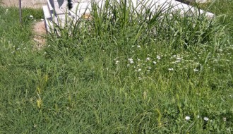 Kersko groblje - zaraslo u travu i korov