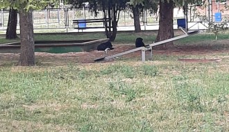 Psi na Bikovačkom igralištu napadaju prolaznike