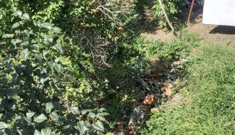 Košenje trave u Ohridskoj i Petrijskoj