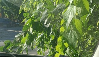 Rastinje na putu (Tolstojeva ulica)