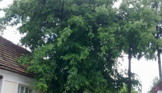 Drvo traži intervenciju nadležnih